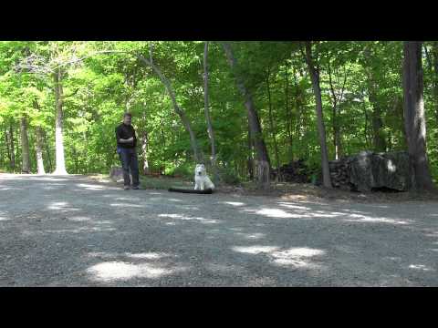 how to train samoyed