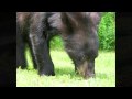 Where the Bears Dance by Van and Ollie Wagner