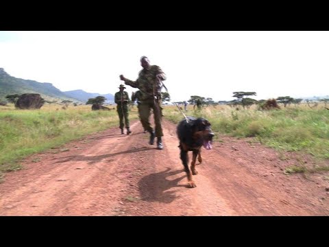Hunde erschnüffeln Wilderer im Massai-Mara-Naturschutzg ...