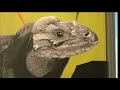 Lizards and Snakes: Alive! Gallery Walkthrough