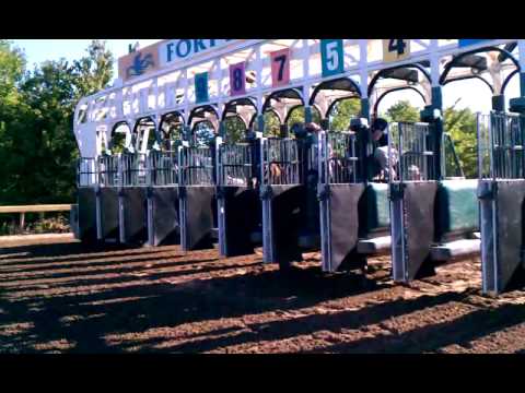 horses grand national