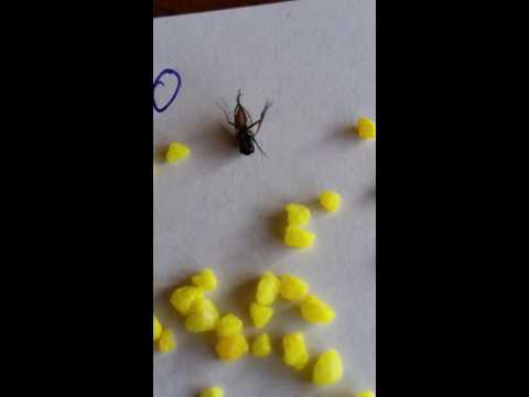 Как убить муху How to kill a fly