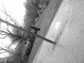 Cedric VS le pigeon du champs de mars