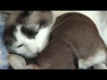 Kitten Still Loves Puppy