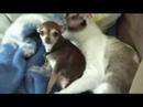 Kitten Still Loves Puppy