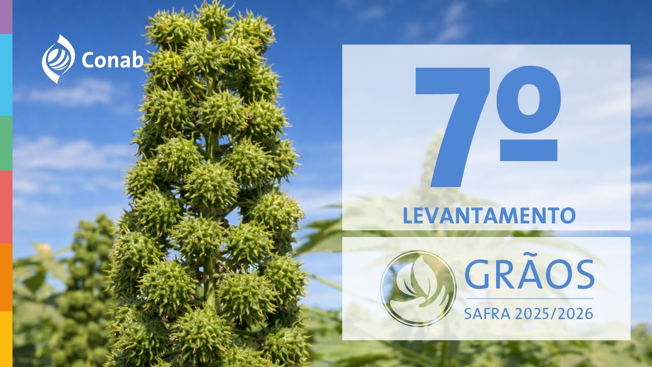 7º Levantamento da Safra de Grãos