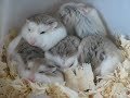 Group Roborovski dwarfhamsters
