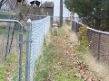 Cowboy returns 2
