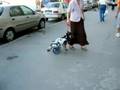 videos de pedigree