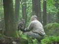 Goshawk Capture and Banding (1 of 3) Goshawk Capture and Banding (1 of 3)