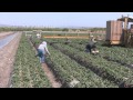 What Are The Biggest Threats To Growing Strawberries? 
