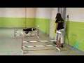 Pet Care - Dog Hotels