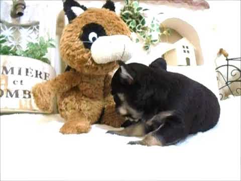 YouTube Preview Image