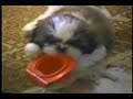 SHIH-TZU ASPEN SHIH-TZU ASPEN