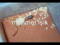akrep in do?umu bunu aypmak cesaret ister burdur bü?düz kasa akrep in do?umu bunu aypmak cesaret ister burdur bü?düz kasa