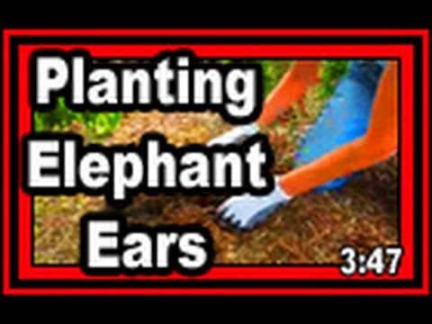 how to grow elephant ears