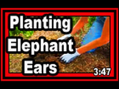 how to plant elephant ear plants