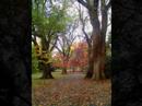 its autumn here and i couldn't resist taking photos of the beautiful colours and look...my dog even blends in with the scenery! 

all photos are mine the excetion being the fruit and vedge

notice how the photos get dark towards the end...were all taken in one day and many are taken during or after sunset! 

ps. that is not a hand in the photo at 01:46 although it freaked me out first time i saw it!

music: 
an awesome woman by name of lisa furukawa (lisa ray)
had the chance to meet her and hear her live...shes an awesome woman and i was inspired by this song in particular.
http://www.lisa-ray.net/

channel reccomendations...check these pepz out:
braveheartkiwi
http://nz.youtube.com/user/braveheartkiwi

merosiebean
http://nz.youtube.com/merosiebean

theoriginaltyler
http://nz.youtube.com/theoriginaltyler

rachicalnote
http://nz.youtube.com/rachicalnote

happymondaygirl
http://nz.youtube.com/happymondaygirl