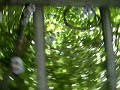Wisteria Pergola Central Park NYC nr Bandshell