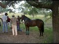 Carreras de caballos en Chinameca Veracruz