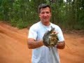 Frilled Lizard capture