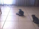 Three Kittens