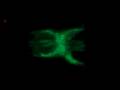 Youscope oscilloscope demo on Philips PM3540