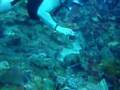 SCUBA Diving in Dominica