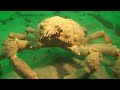 Sheephead Crab (Fight Dance) Sheephead Crab (Fight Dance)