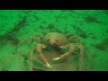 Sheephead Crab (Fight Dance)