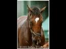 ?Barbaro?