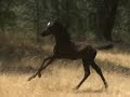 Ameer El Jamaal - homozygous black Arabian colt