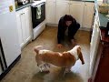 basset hound jugando