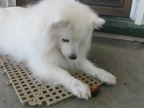 how to care japanese spitz