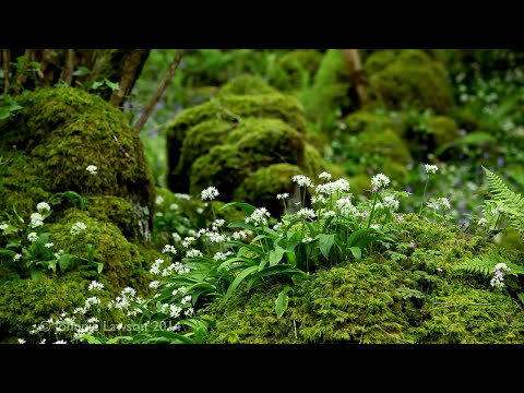 8 Hour Relaxation-Nature Sounds-Birds Singing-Mindfulness Meditation-Sound of a Forest