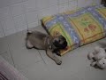 pug stealing toy pug stealing toy
