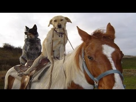 Funny Horse Videos March 2014