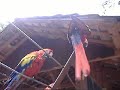 Macaws Macaws
