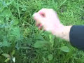EatTheWeeds: Episode 04: Wild Lettuce Sow Thistle, Lactuca & EatTheWeeds: Episode 04: Wild Lettuce Sow Thistle, Lactuca &