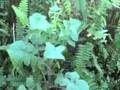 EatTheWeeds: Episode 04: Wild Lettuce Sow Thistle, Lactuca &