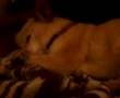 Sleeping Maccabee