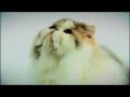 Cat Trap.VOB