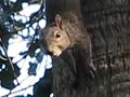 Crazy Hyper Squirrel Drinks from Water Fountain Crazy Hyper Squirrel Drinks from Water Fountain