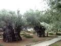 videos de 21 - Gethsemane Garden - 29/11/2008