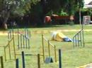 Eragon competindo - Agility pernambucano