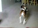 Basenji