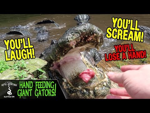YouTube reptile video