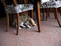 videos de Spippi e il topino