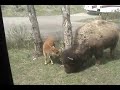 Bison & calf by motorhome Yellowstone spring 2009.wmv