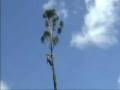 videos de Gamonie Mix